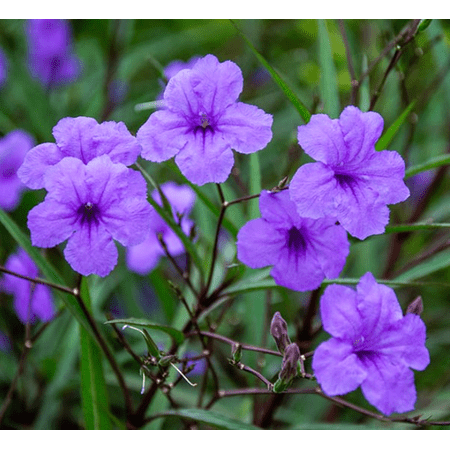 Pack of 4 Katie's Dwarf Blue Ruellia Live Starter Plants for Planting, Mexican Petunia Plants, Purple-Blue Flowers, 4 to 9 Inch Tall, No Ship Pot