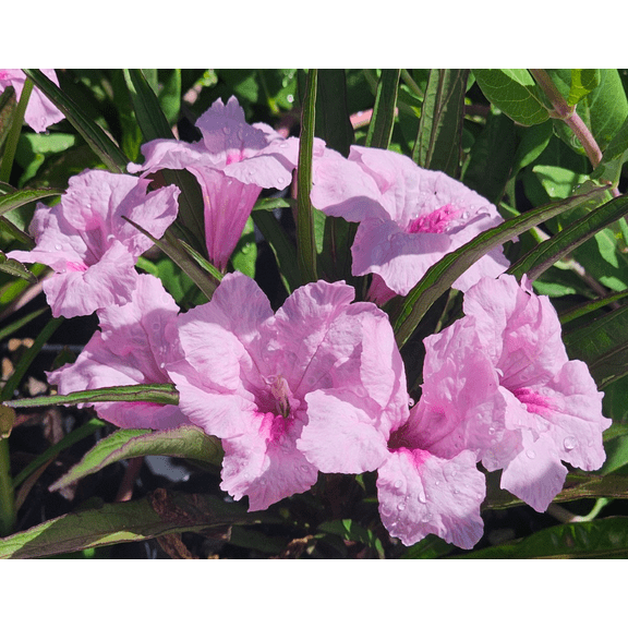 Pack of 4 Katie's Dwarf Pink Ruellia Live Starter Plants for Planting, Mexican Petunia Plants, Pink Flowers, 4 to 9 Inch Tall, No Ship Pot