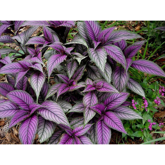 Pack of 4 Persian Shield Live Plants Royal Purple Foliage Plant Strobilanthes Dyeriana Tropical Ornamental Plant 4 to 6 Inch Tall