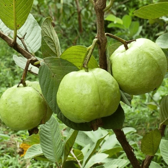Pack of 4 White Guava Tree, Sweet White Guava Tropical Fruit Tree, Cold Hardy, 10 inches Tall, 4 inch Pot for Outdoot Planting