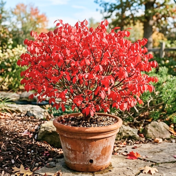 Pack of 5 Bareroots, Dwarf Burning Bush Plant Live 4-8" Tall, Burning Bush Bareroots, Hardy Dwarf Red Bushes for Outdoor Planting