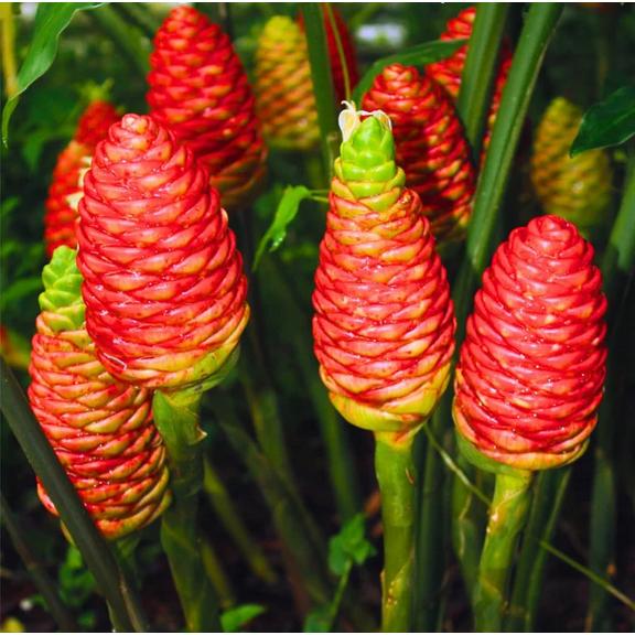 Pack of 5 Shampoo Ginger Rhizomes for Planting, Live Awapuhi Shampoo Ginger Roots to Grow, Zingiber Zerumbet Fresh Ginger Plant Live, Ship Bare Root