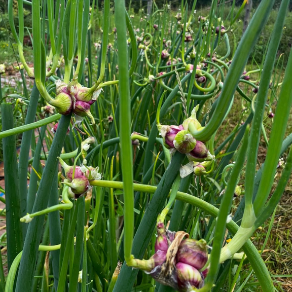 Pack of 50 Egyptian Walking Onion Seeds, Perennial Egyptian Walking Onion for Indoor Outdoor Garden