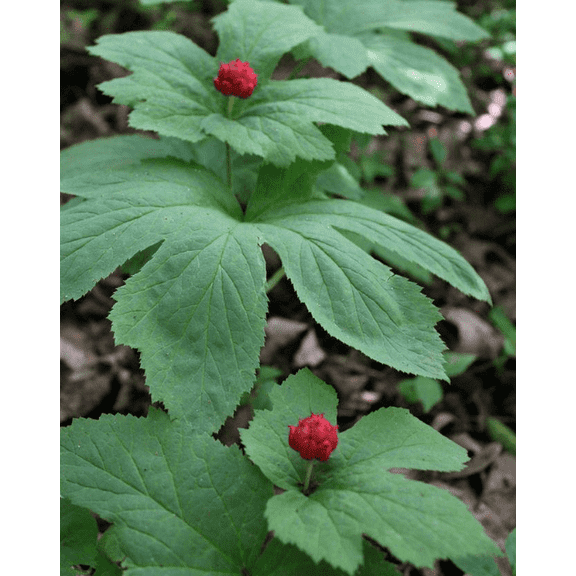 Pack of 6 Goldenseal Bare Roots Hydrastis Canadensis Live Roots for Planting, Orangeroot Bulbs