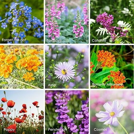 Package of 80,000 Wildflower Seeds - Hummingbird & Butterfly Wild Flower Seeds Collection - 23 Varieties of Pure Non-GMO Flower Seeds for Planting Including Milkweed, Nasturtium, and Forget Me Not
