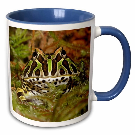3drose, Pacman Frog, South American Horned Frog - Na02 Aje0361 - Adam Jones, 11oz Two-tone Blue Mug