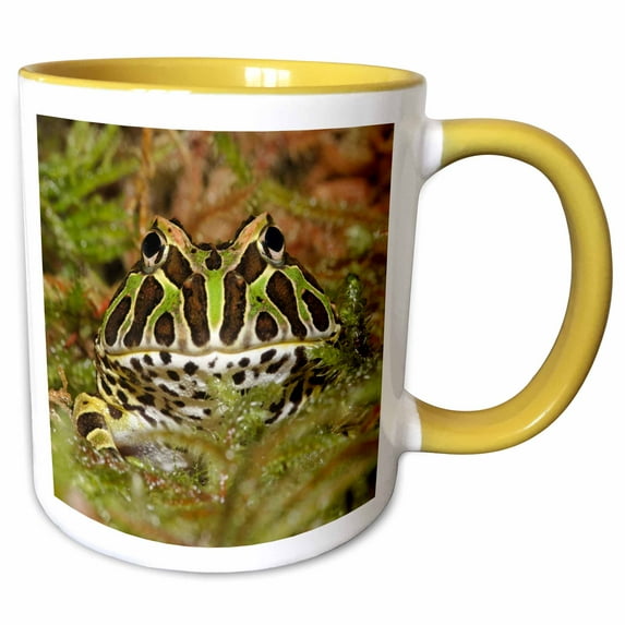 3drose, Pacman Frog, South American Horned Frog - Na02 Aje0361 - Adam Jones, 11oz Two-tone Yellow Mug