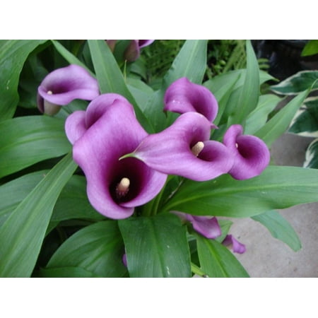 Paco Calla Lily Bulb 14/16cm - Deep Purple!