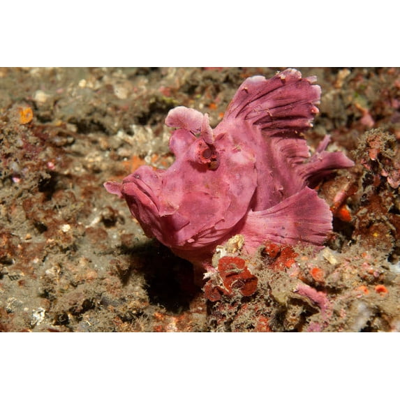 Paddle-flap scorpionfish (Rhinopias eschmeyeri), Lembeh Strait, Indonesia Poster Print by VWPics/Stocktrek Images (17 x 11)