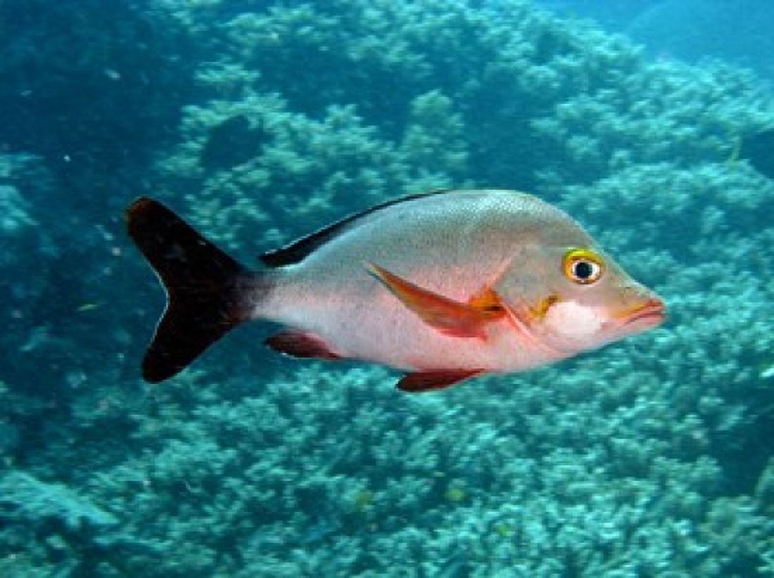 Paddletail fish Agincourt Great Barrier Reef Australia Canvas Art - David Wall DanitaDelimont (26 x 20)
