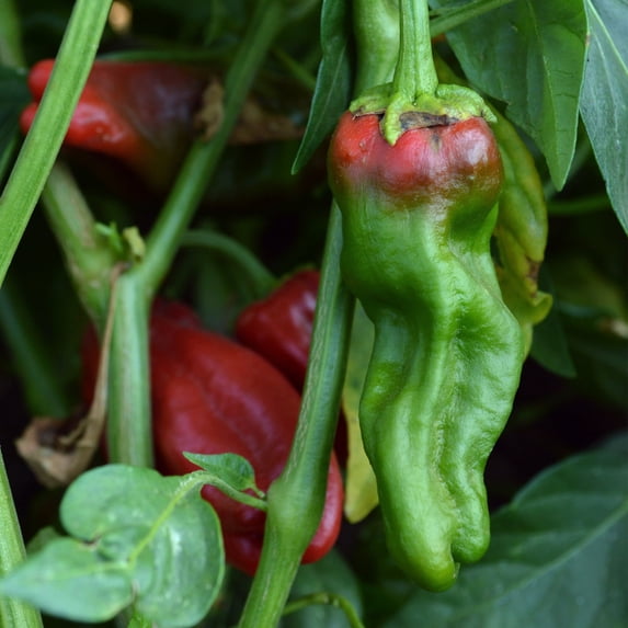 Padron Hot Pepper Seeds - 1 Oz ~5000 Seeds - Non-GMO, Heirloom - Vegetable Garden - Capsicum annuum
