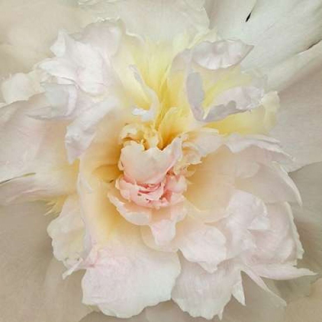 Paeonia Canvas Art - Rebecca Swanson (24 x 24)