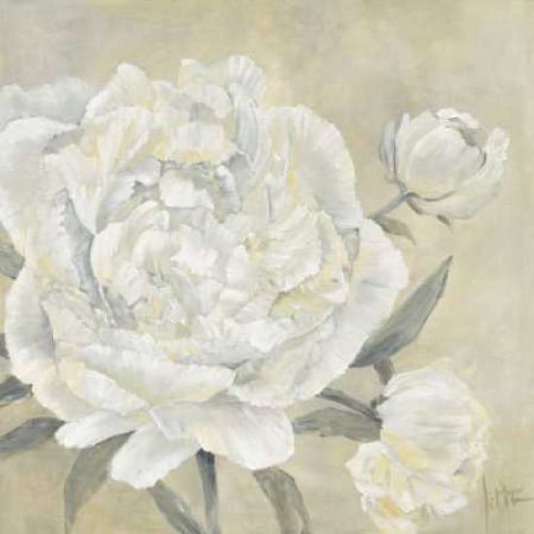 Paeonia II Canvas Art - Jettie Roseboom (24 x 24)