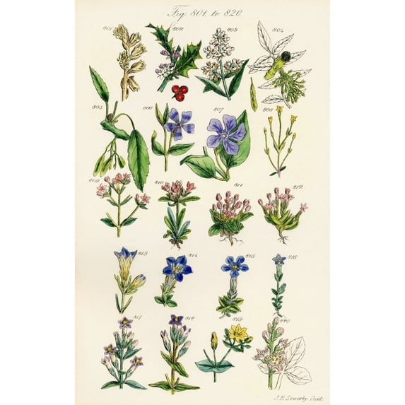 Page Of Colour Illustrations From British Wild Flowers After A Work By J.E. Sowerby And C.P. Johnson. Print