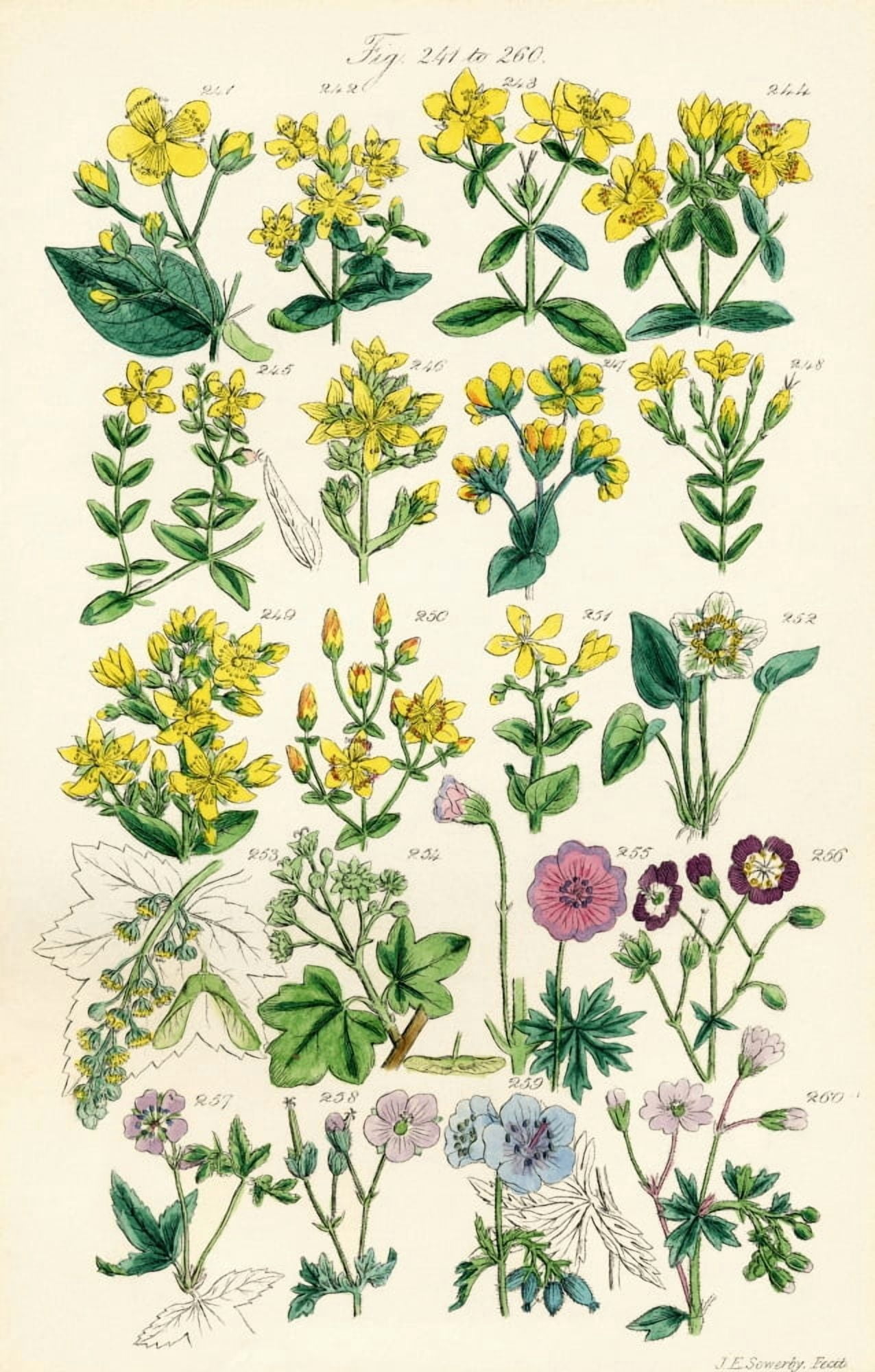 Page Of Colour Illustrations From British Wild Flowers After A Work By JE Sowerby And CP Johnson Canvas Art - Ken Welsh Design Pics (12 x 19)