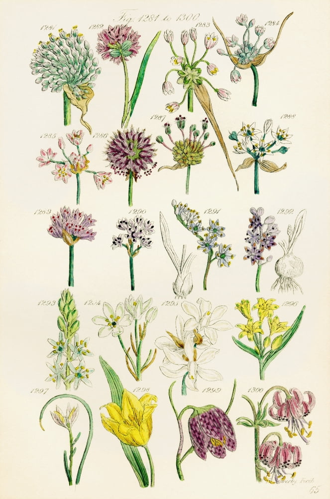 Page Of Colour Illustrations From British Wild Flowers After A Work By JE Sowerby And CP Johnson Canvas Art - Ken Welsh  Design Pics (12 x 19)