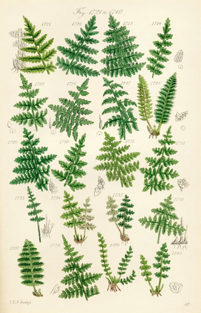 Page Of Colour Illustrations From British Wild Flowers After A Work By JE Sowerby And CP Johnson Canvas Art - Ken Welsh Design Pics (12 x 19)
