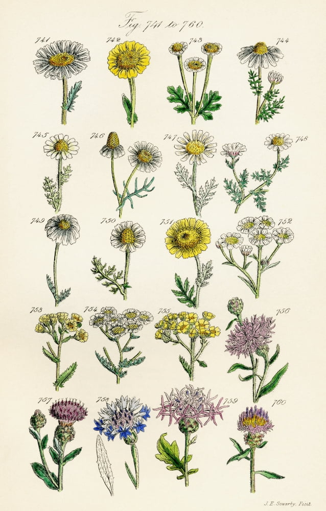 Page Of Colour Illustrations From British Wild Flowers After A Work By JE Sowerby And CP Johnson Canvas Art - Ken Welsh Design Pics (12 x 19)