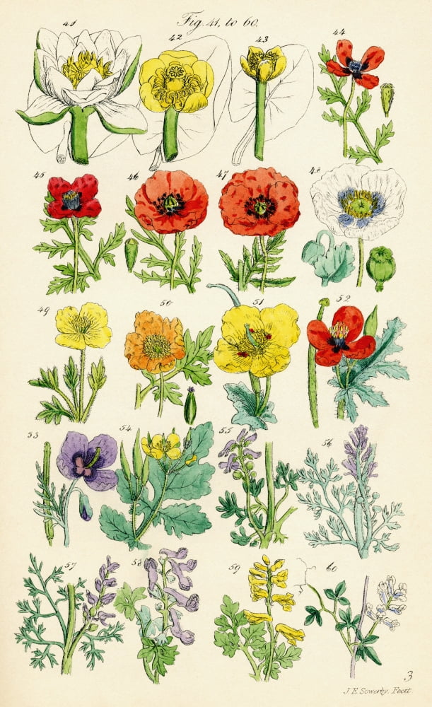 Page Of Colour Illustrations From British Wild Flowers After A Work By JE Sowerby And CP Johnson Canvas Art - Ken Welsh  Design Pics (12 x 19)