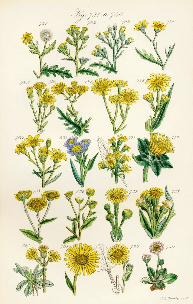 Page Of Colour Illustrations From British Wild Flowers After A Work By JE Sowerby And CP Johnson Canvas Art - Ken Welsh Design Pics (12 x 19)