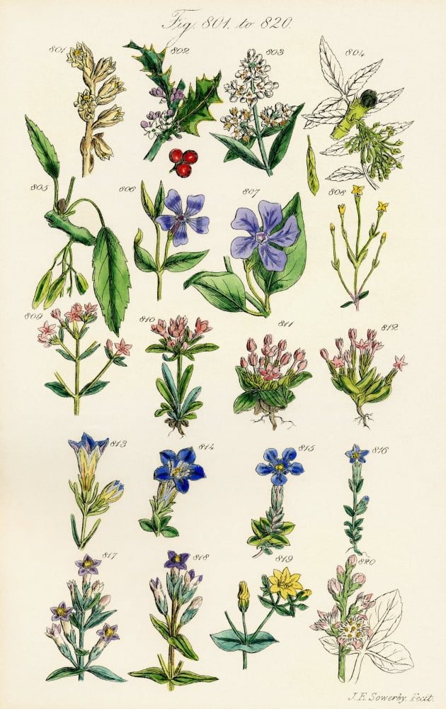 Page Of Colour Illustrations From British Wild Flowers After A Work By JE Sowerby And CP Johnson Canvas Art - Ken Welsh Design Pics (12 x 19)