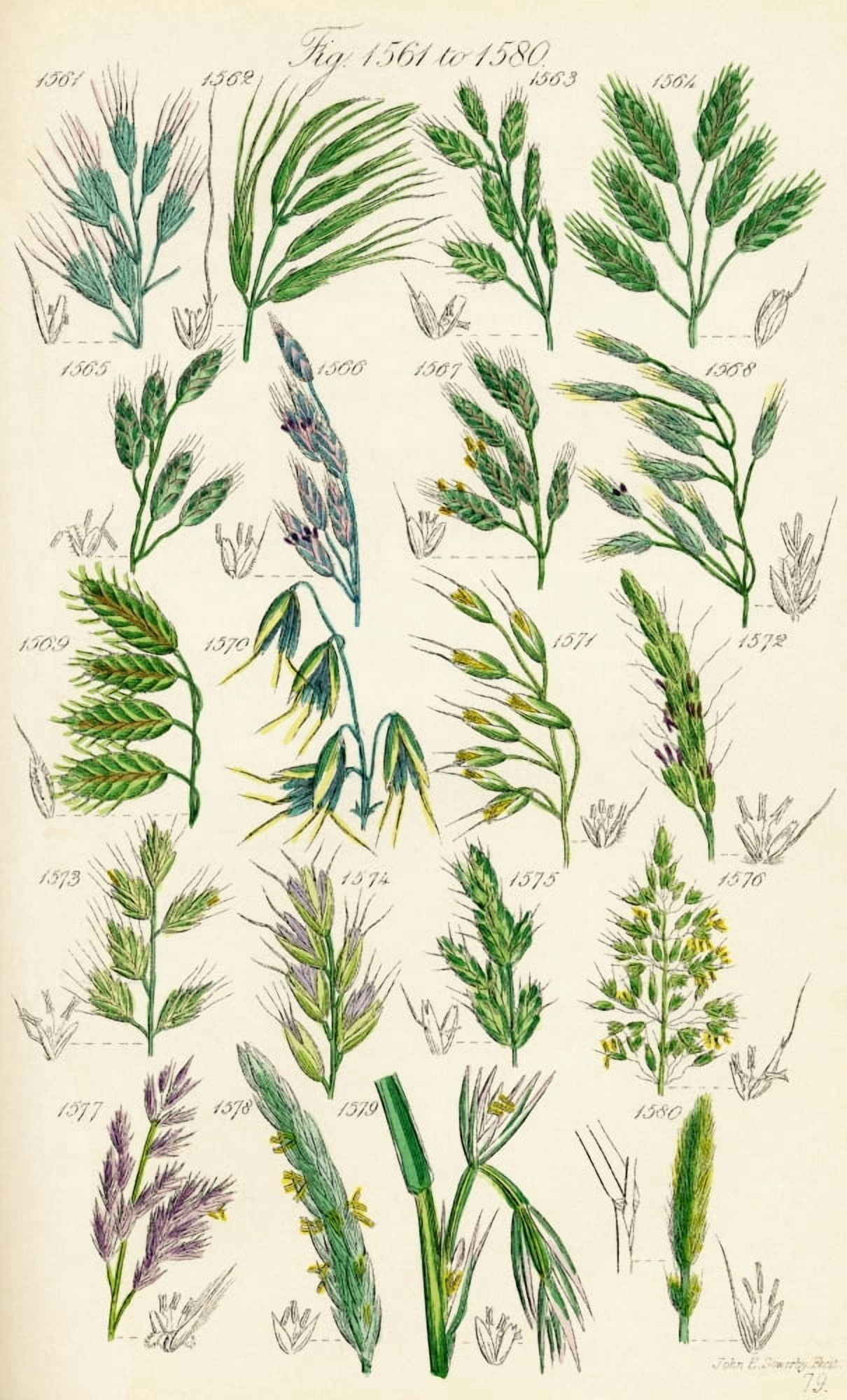 Page Of Colour Illustrations From British Wild Flowers After A Work By JE Sowerby And CP Johnson Canvas Art - Ken Welsh Design Pics (12 x 19)