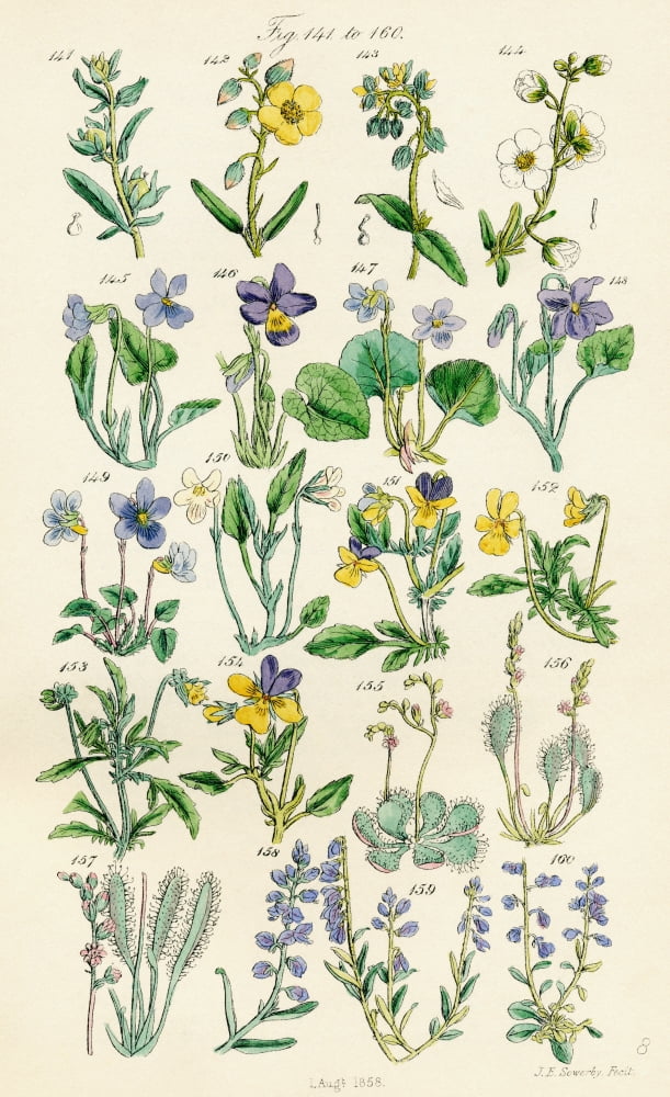 Page Of Colour Illustrations From British Wild Flowers After A Work By JE Sowerby And CP Johnson Canvas Art - Ken Welsh Design Pics (12 x 19)