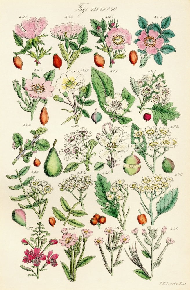 Page Of Colour Illustrations From British Wild Flowers After A Work By JE Sowerby And CP Johnson Canvas Art - Ken Welsh Design Pics (12 x 19)