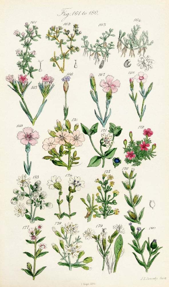 Page Of Colour Illustrations From British Wild Flowers After A Work By JE Sowerby And CP Johnson Canvas Art - Ken Welsh Design Pics (22 x 40)