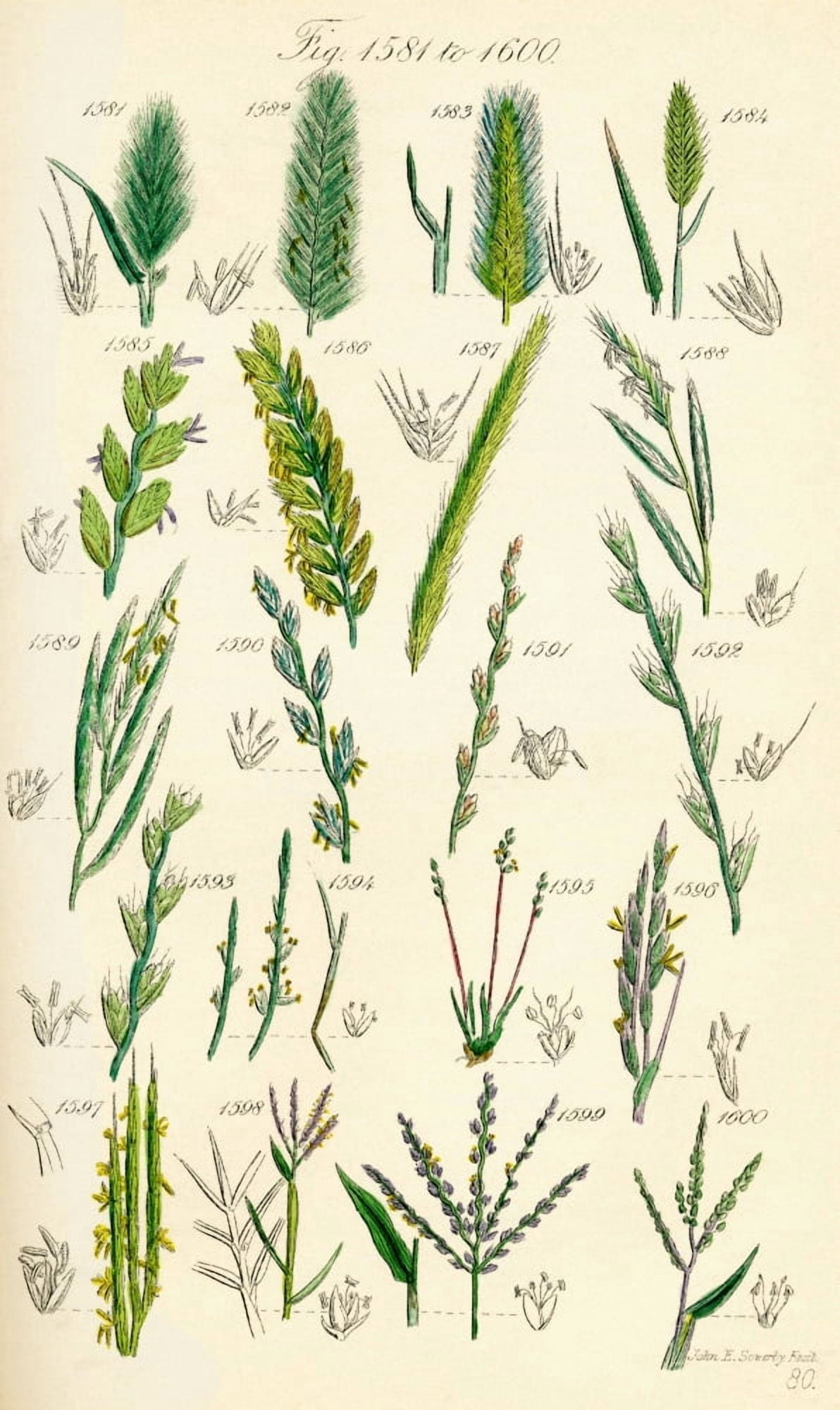 Page Of Colour Illustrations From British Wild Flowers After A Work By JE Sowerby And CP Johnson Canvas Art - Ken Welsh Design Pics (22 x 40)