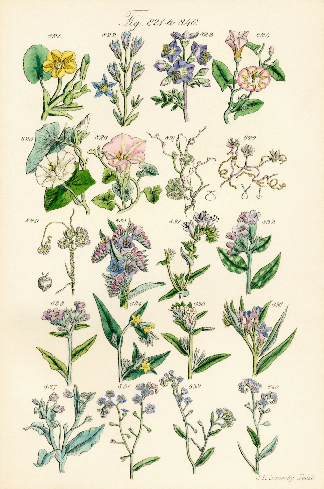 Page Of Colour Illustrations From British Wild Flowers After A Work By JE Sowerby And CP Johnson Canvas Art - Ken Welsh Design Pics (24 x 38)