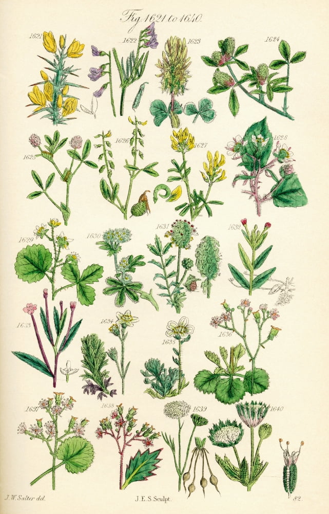 Page Of Colour Illustrations From British Wild Flowers After A Work By JE Sowerby And CP Johnson Canvas Art - Ken Welsh Design Pics (24 x 38)