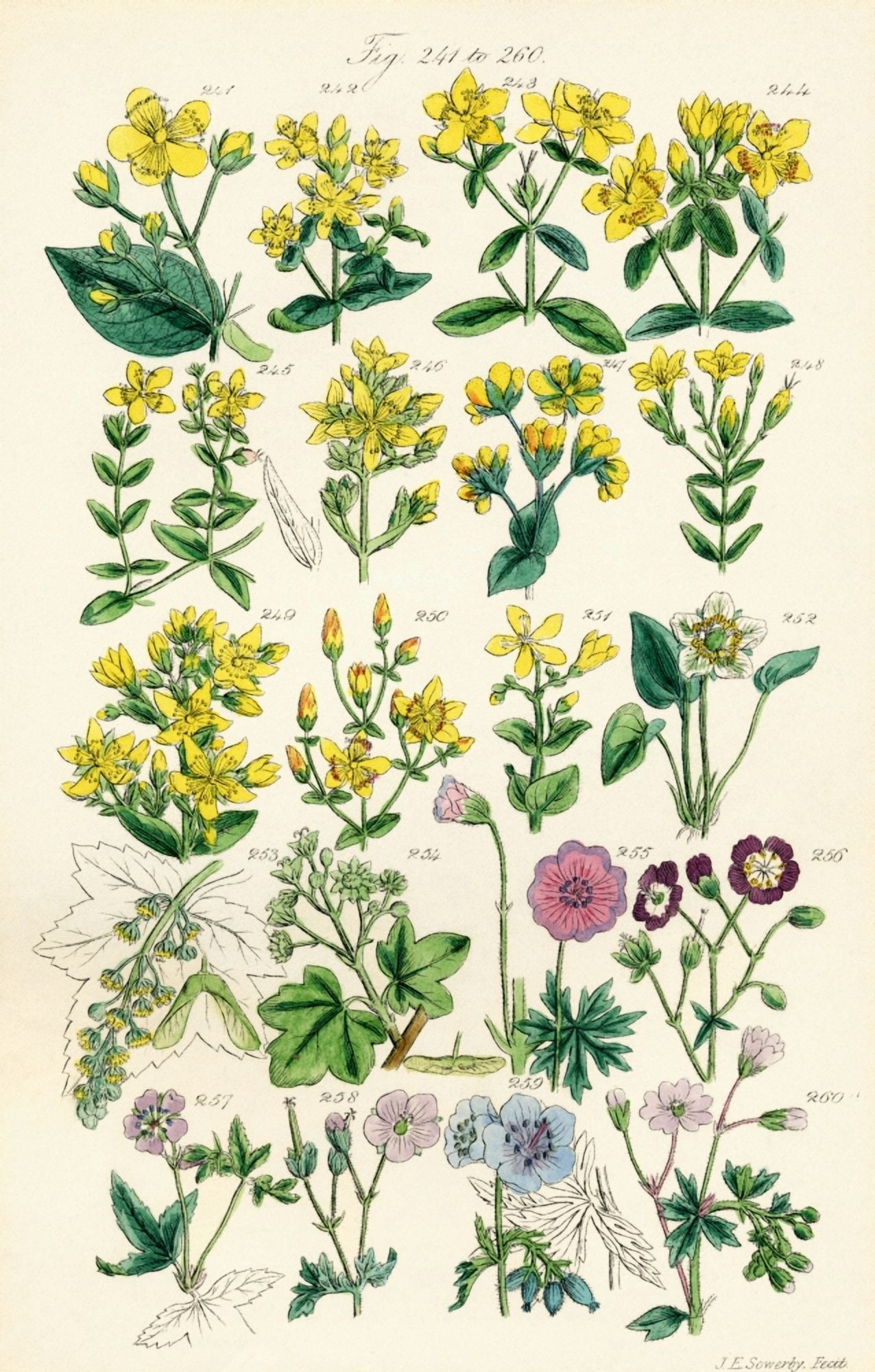Page Of Colour Illustrations From British Wild Flowers After A Work By JE Sowerby And CP Johnson Canvas Art - Ken Welsh Design Pics (24 x 38)