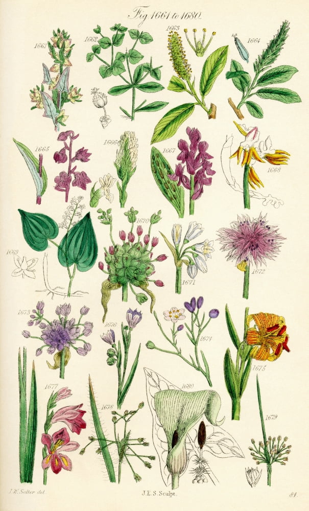Page Of Colour Illustrations From British Wild Flowers After A Work By JE Sowerby And CP Johnson Canvas Art - Ken Welsh Design Pics (24 x 38)