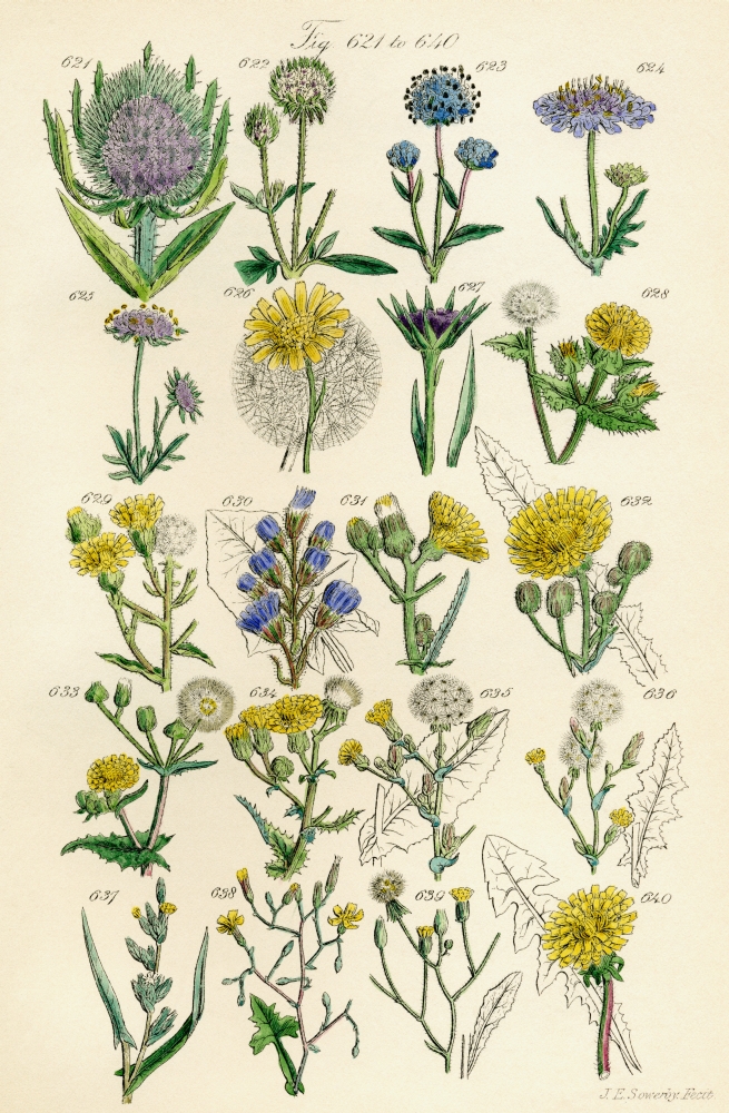 Page Of Colour Illustrations From British Wild Flowers After A Work By JE Sowerby And CP Johnson Canvas Art - Ken Welsh Design Pics (24 x 38)