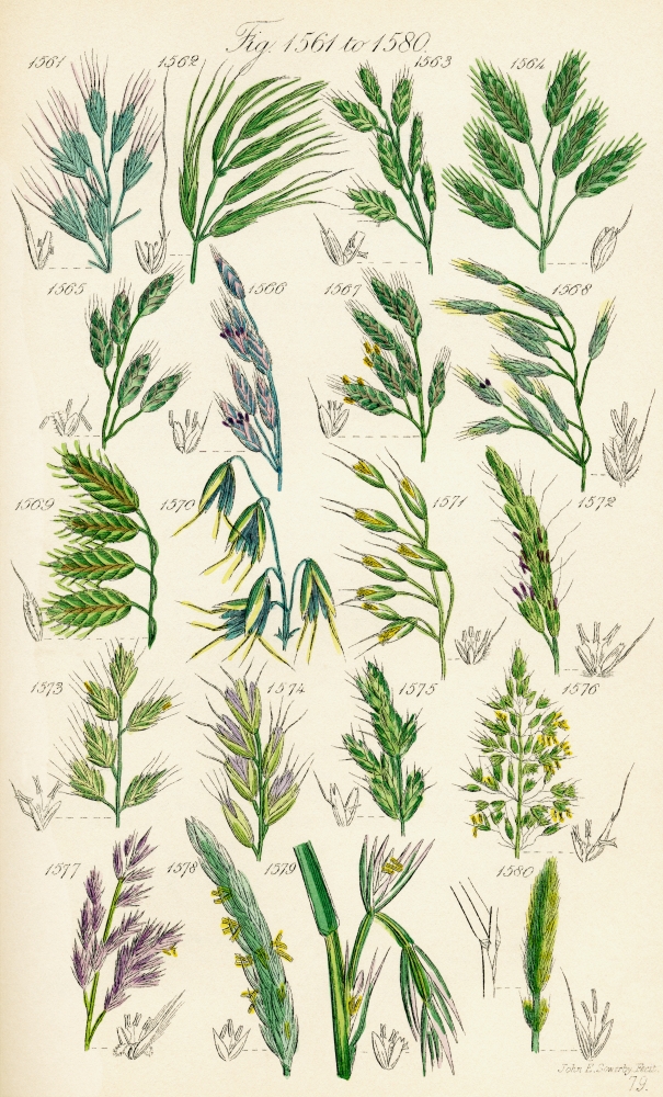 Page Of Colour Illustrations From British Wild Flowers After A Work By JE Sowerby And CP Johnson Canvas Art - Ken Welsh Design Pics (24 x 38)