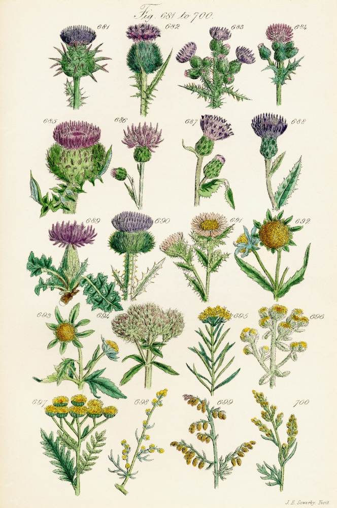 Page Of Colour Illustrations From British Wild Flowers After A Work By JE Sowerby And CP Johnson Canvas Art - Ken Welsh Design Pics (24 x 38)