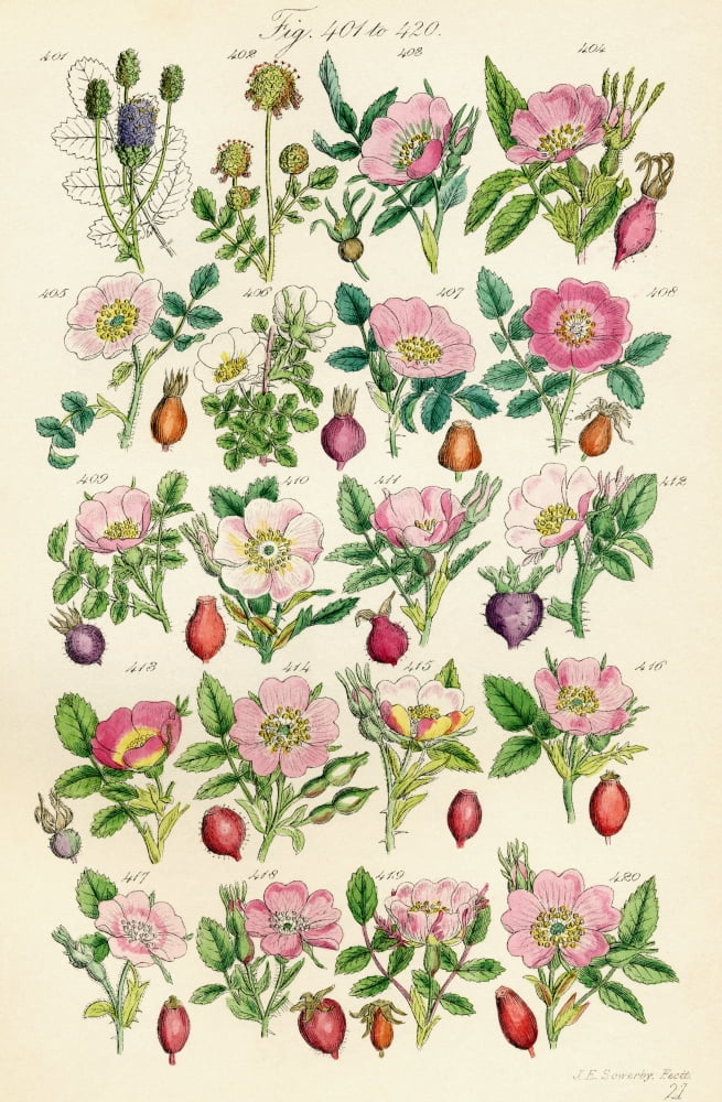 Page Of Colour Illustrations From British Wild Flowers After A Work By JE Sowerby And CP Johnson Canvas Art - Ken Welsh Design Pics (24 x 38)