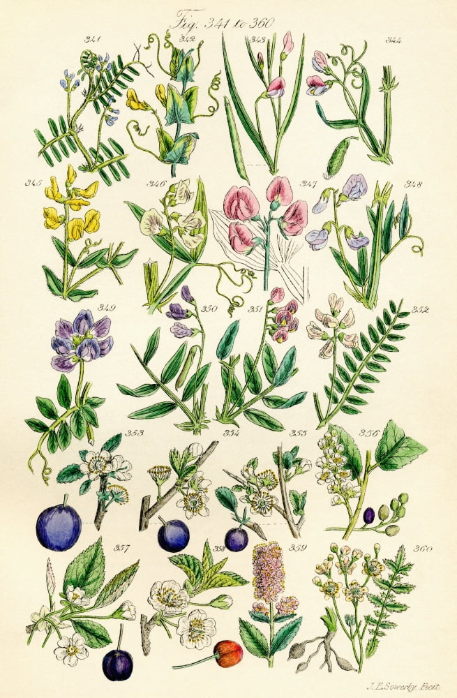 Page Of Colour Illustrations From British Wild Flowers After A Work By JE Sowerby And CP Johnson Canvas Art - Ken Welsh Design Pics (24 x 38)