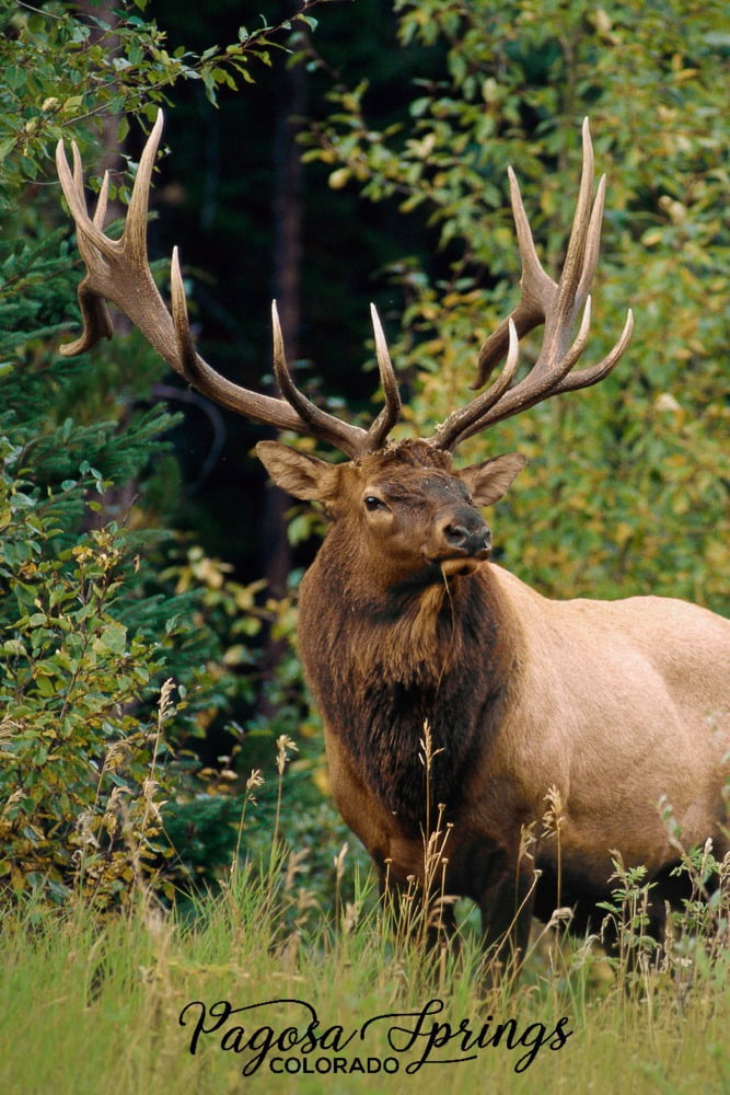 Pagosa Springs, Colorado, Elk Bull (24x36 Giclee Gallery Art Print ...