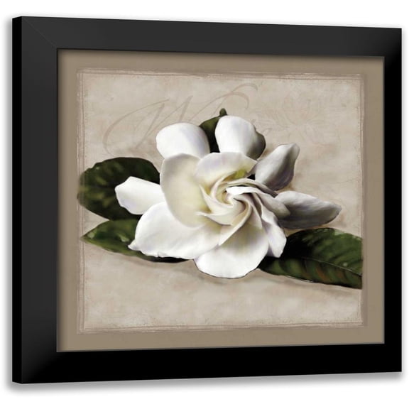 Pahl, Janel 12x12 Black Modern Framed Museum Art Print Titled - Botanical Gardenia