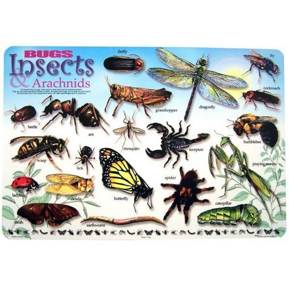 Painless Learning BUG-1 Bugs & Insects Placemat - Pack of 4