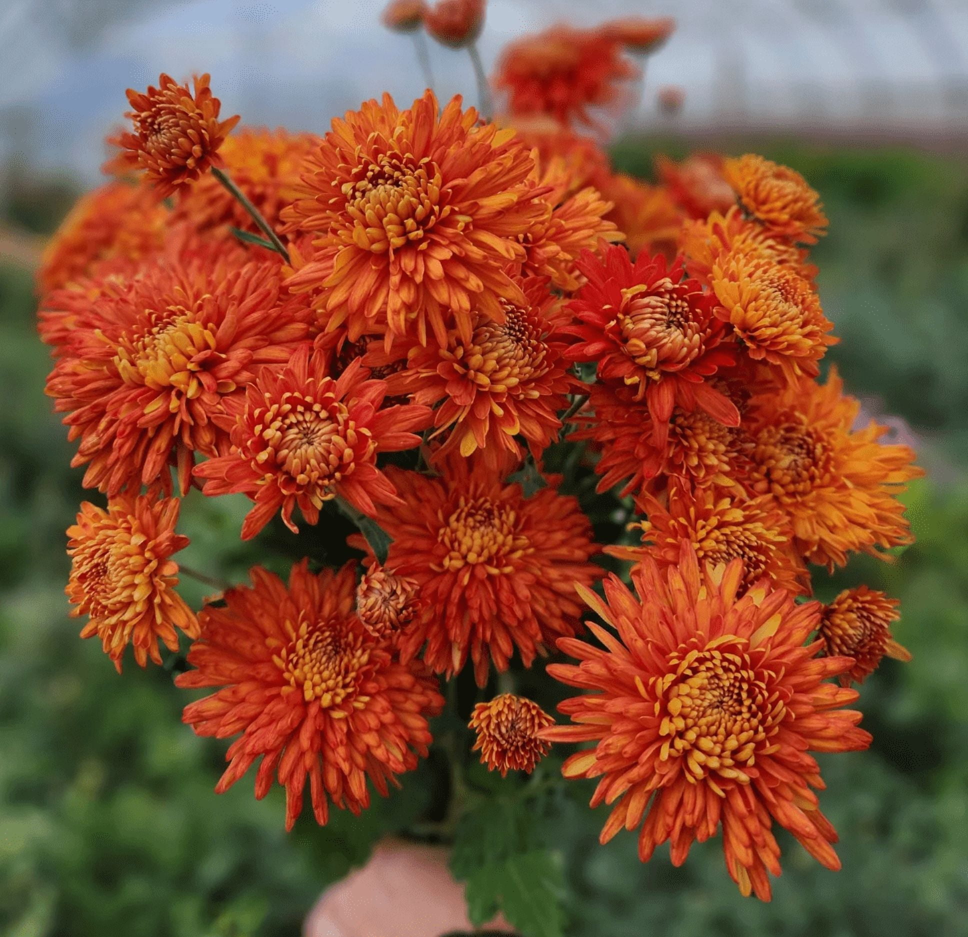 Paint Box Mum Plant, Orange Red Chrysanthemum Plant Live, Hardy ...