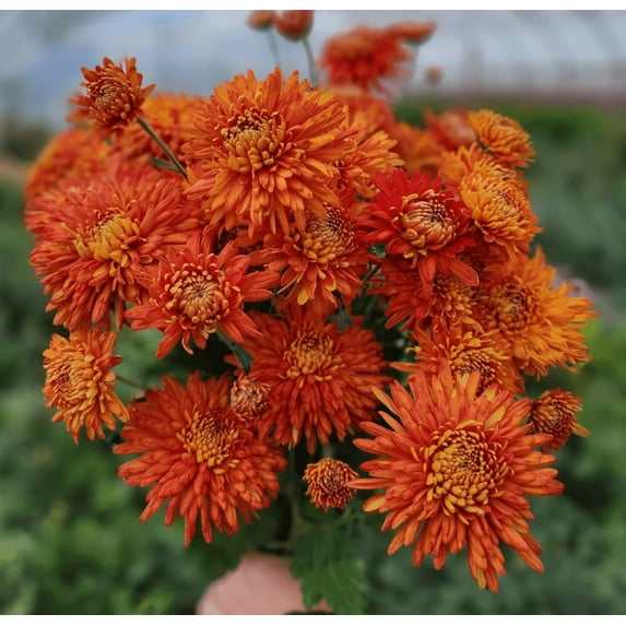 Paint Box Mum Plant, Orange Red Chrysanthemum Plant Live, Hardy Perennial Mum Live Plant, 3 to 6 Inch Tall Garden Mum Starter Plants for Garden Bed, Container, Vibrant Fall Bloom, No Pot
