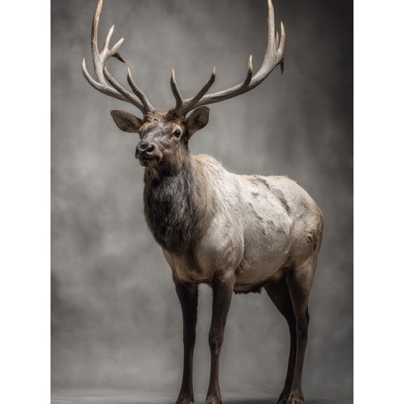 Paint by Numbers Adult DIY Hand Painted A stag standing still Oil Painting Canvas Kits with Brush and Acrylic Gifts and Home Decoration Without Frame 40 x 50 cm