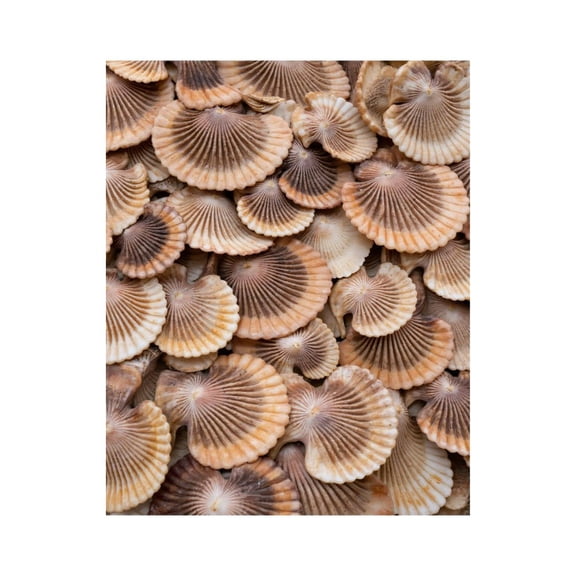 Paint By Numbers Kit for Adults Beginner - DIY Shell Collection Natural Texture Canvas Painting Kits for Adults, Frameless Paint By Number for Adults for Home Wall Decor 16x20 Inch