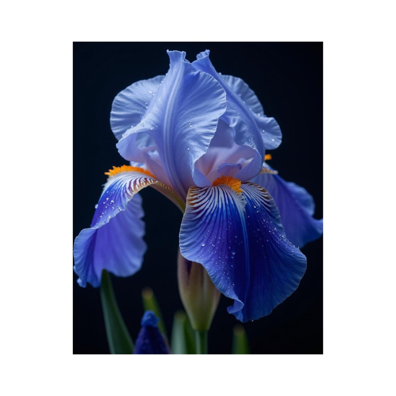 Paint by Numbers Kit for Adults, Blue Iris Petals Closeup Elegance Paint by Numbers, Easy Paint by Numbers Kit for Adults Beginner, DIY Adult Paint by Number Kits on Canvas, Home Decor