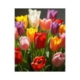 thumbnail image 1 of Paint by Numbers Kit for Adults, Bright Spring Tulips In Bloom Paint by Numbers, Easy Paint by Numbers Kit for Adults Beginner, DIY Adult Paint by Number Kits on Canvas, Home Decor, 1 of 7