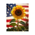 thumbnail image 1 of Paint by Numbers Kit for Adults, Sunflower Against Patriotic Backdrop Paint by Numbers, Easy Paint by Numbers Kit for Adults Beginner, DIY Adult Paint by Number Kits on Canvas, Home Decor, 1 of 7