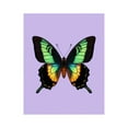 thumbnail image 1 of Paint by Numbers Kit for Adults, Vibrant Butterfly On Pastel Background Paint by Numbers, Easy Paint by Numbers Kit for Adults Beginner, DIY Adult Paint by Number Kits on Canvas, 12x16in Home Decor, 1 of 7